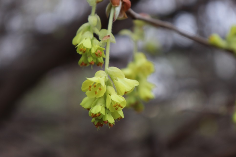 홍릉시험림(홍릉수목원) #페이지 토.일요일서울가볼만한곳 49