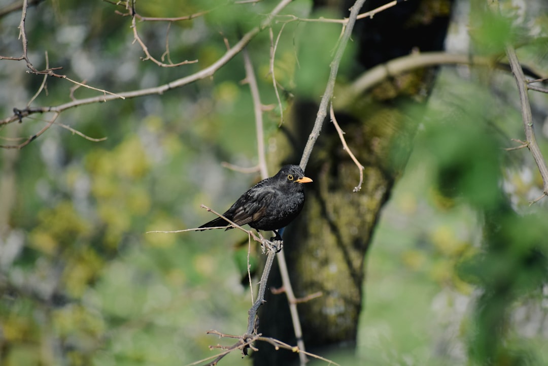 Avian
