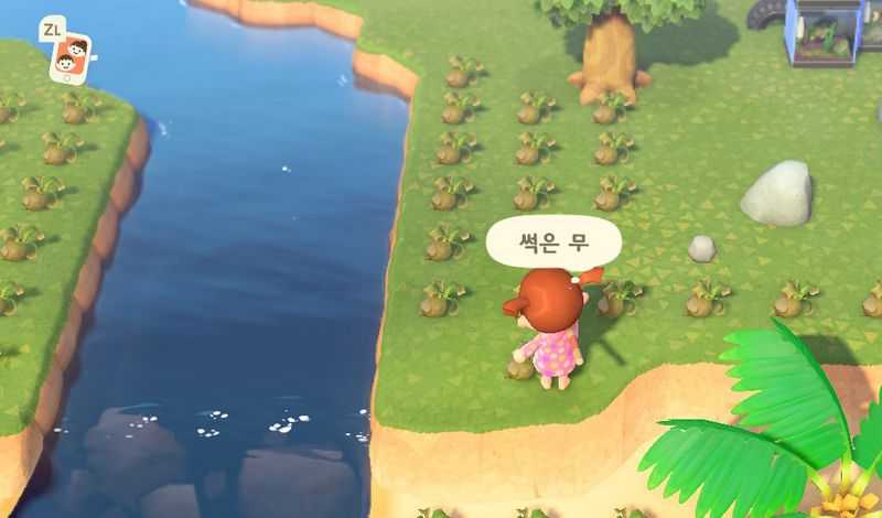 모여봐요 동물의 숲 모동숲 무주식 무파니 썩은 무 가격 예측 모여봐요 동물의 숲 모동숲 무주식 무파니 썩은 무 가격 예측