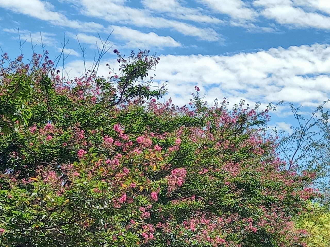 img.jpg