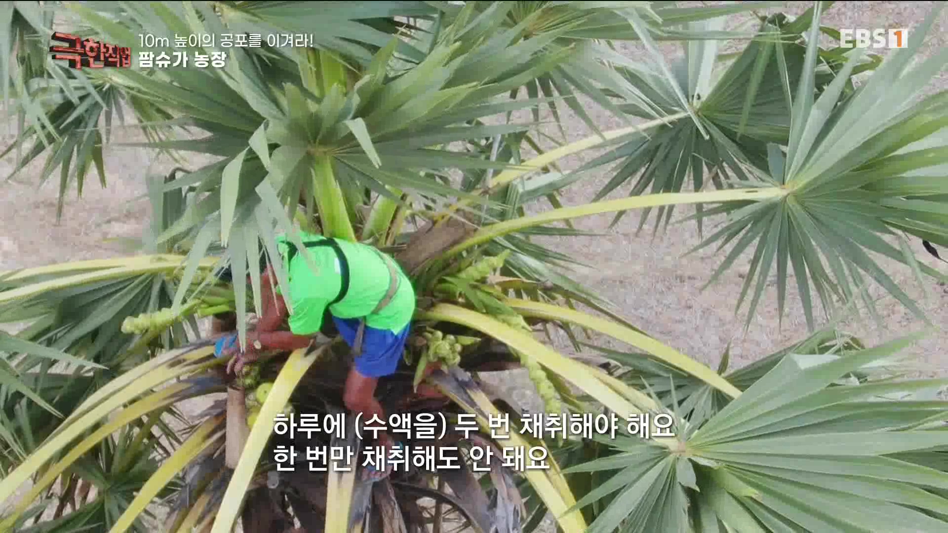 [극한 직업] 캄보디아 팜슈가 농장 230624.mp4_20230701_185223.166.jpg