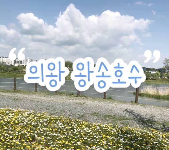  의왕 나들이 • 데이트 장소 추천 ‘왕송호수’ | 꽃밭&풍차 포토존 | 볼거리 추천 | 산책 코스 소개