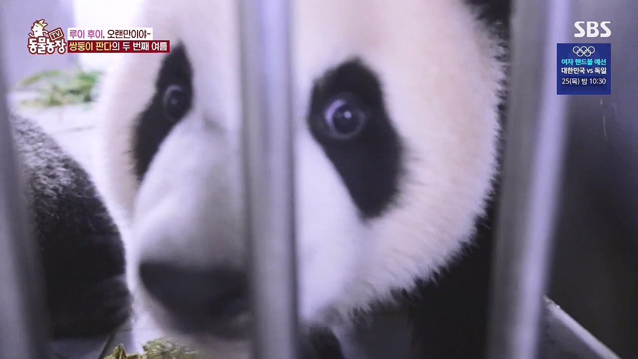 TV 동물농장.E1181.240722p-NEXT.mp4_20240721_165547.209.jpg