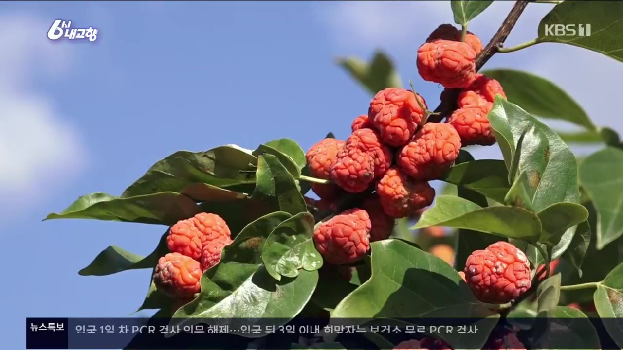 6시 내고향.E7640.221019p.H264-F1RST.mp4_20221020_164001.439.jpg