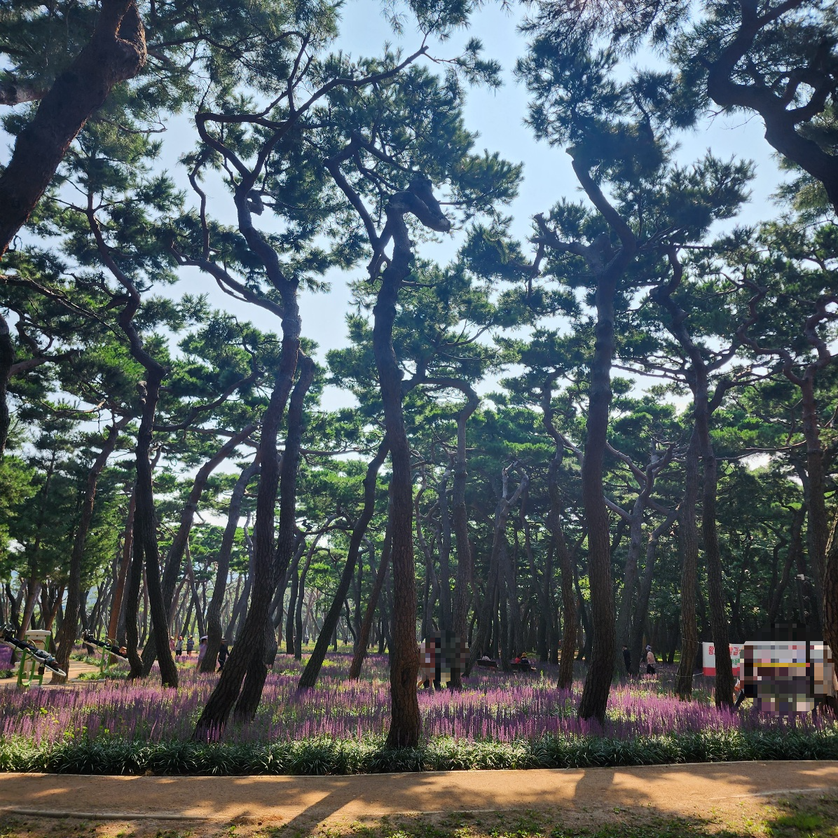 경주-황성공원-맥문동
