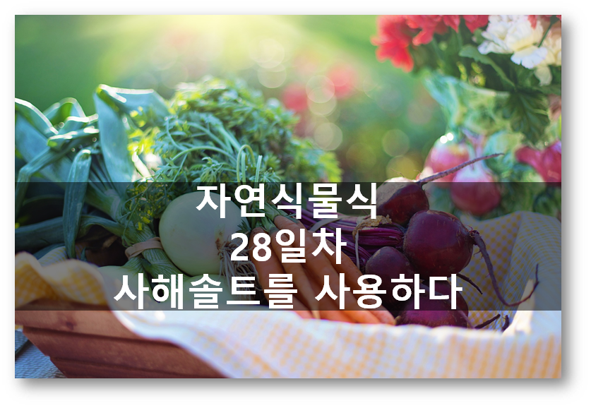  자연식물식 28일차, 사해솔트를 사용하다