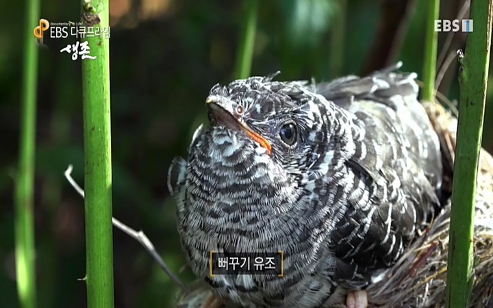 EBS 다큐프라임_ 220628.avi_20220629_205138.169.jpg