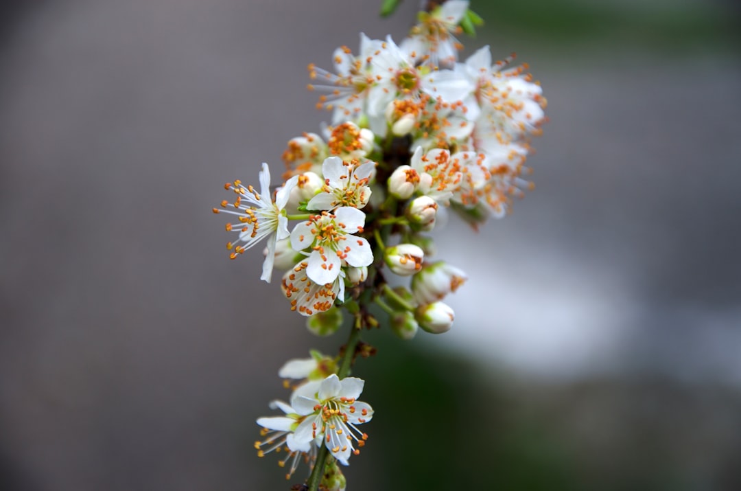 Flowering