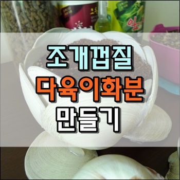  조개껍질로 만든 다육이 화분 2