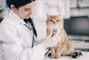 고양이-의사-사진