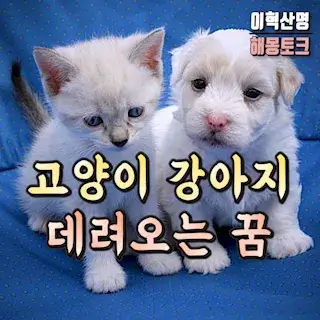 강아지-고양이-데려오는-꿈-해몽-dog-cat