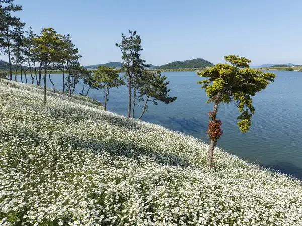 장산도 샤스타데이지
