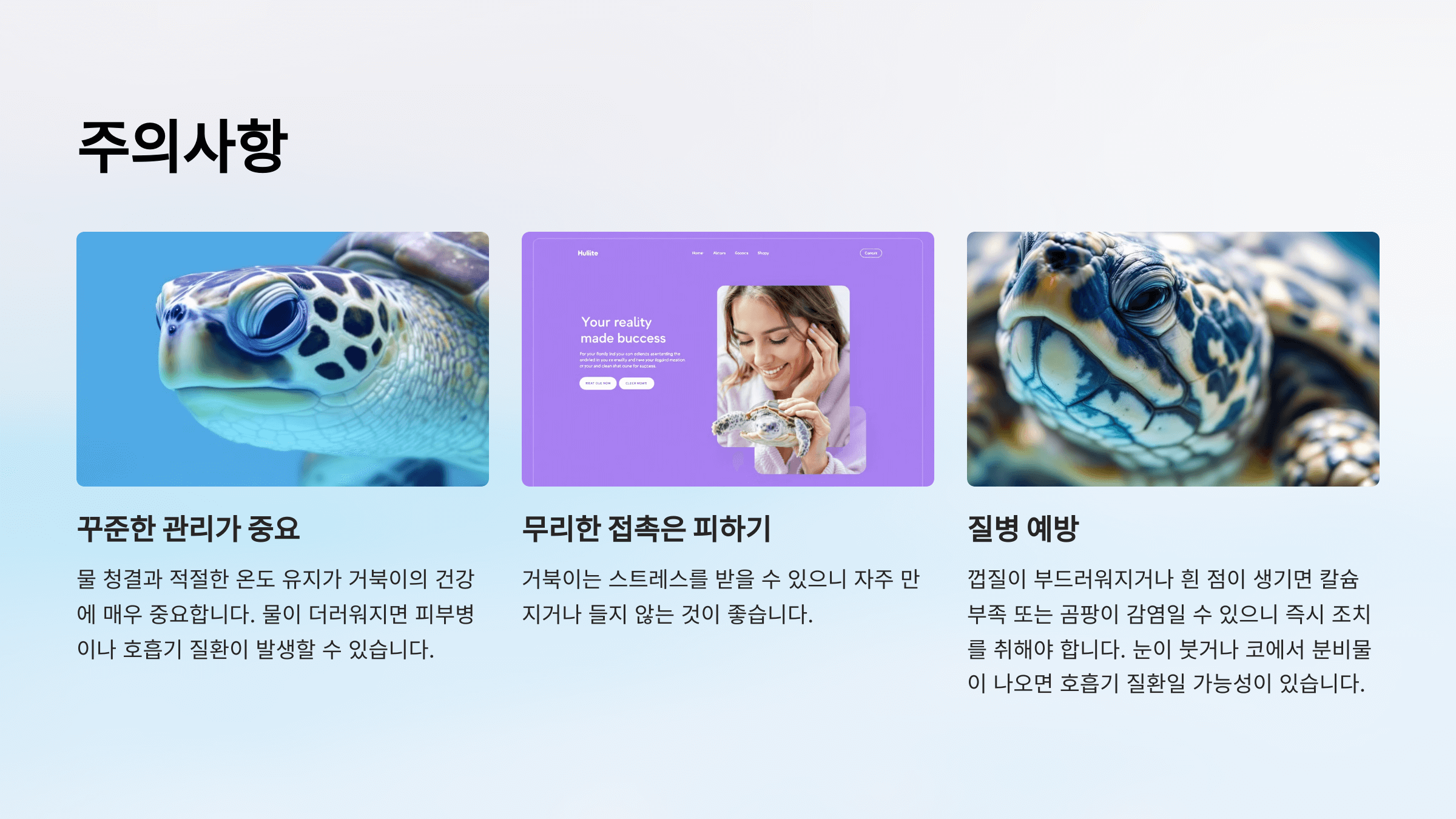 반수생 거북이 사진입니다.