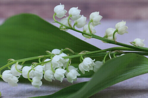 작은-종처럼-생긴-하얀색-꽃들이-줄기에-주렁주렁-달려있는-모습