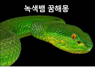 녹색뱀 꿈해몽