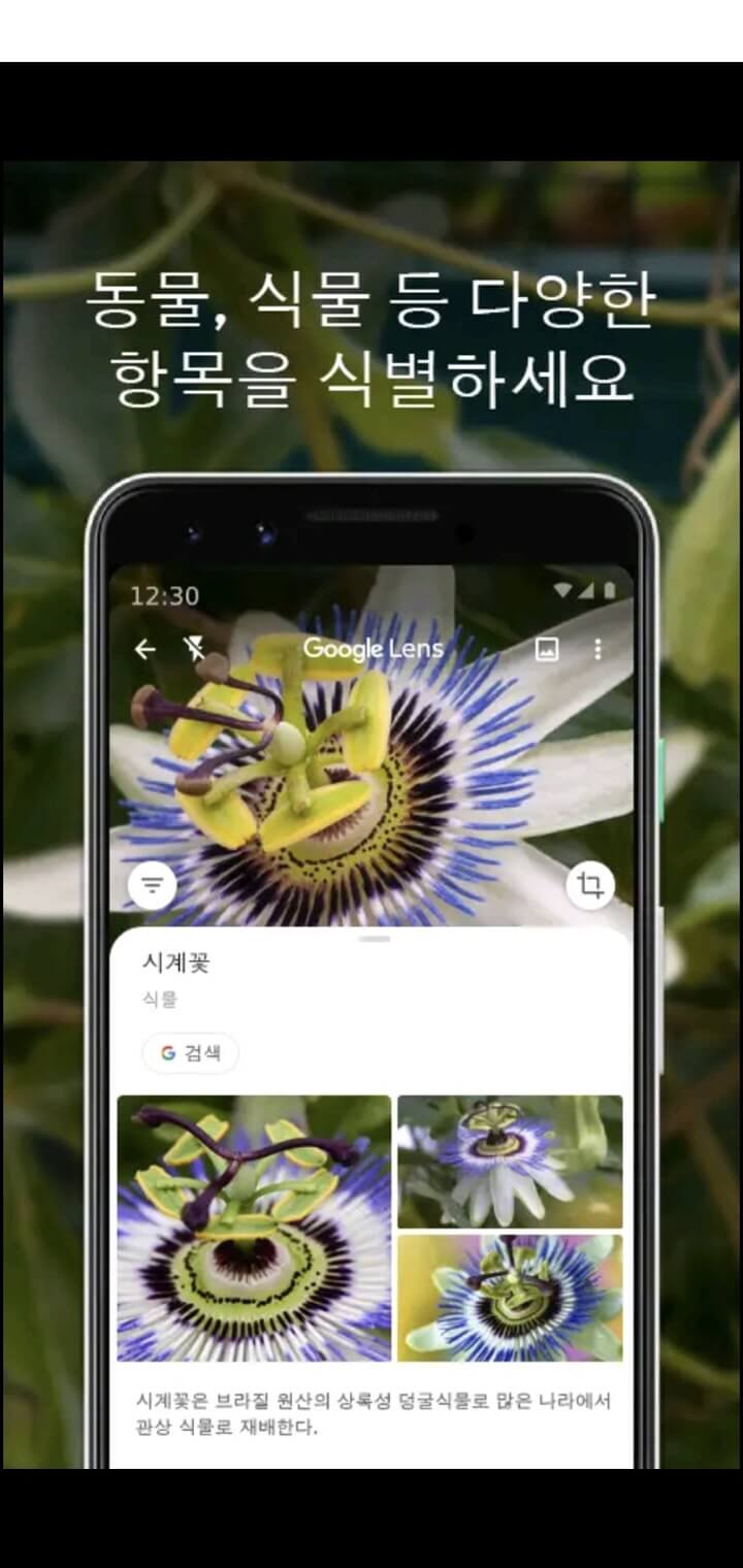 구글 렌즈-식물-검색