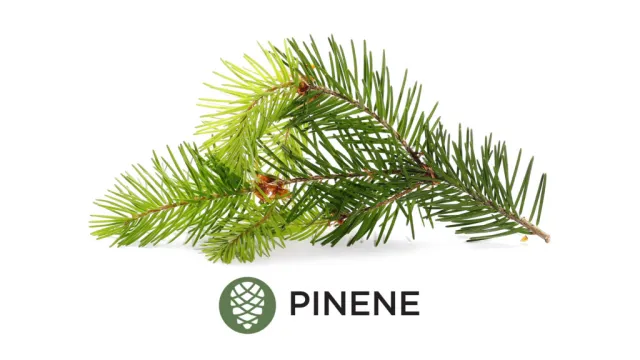  탈모 극복의 비밀!! 피넨(Pinene)모발을 되찾자!!