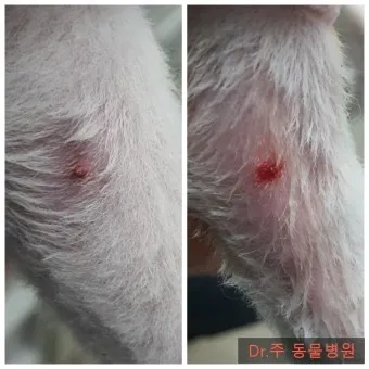 강아지 쥐젖 사마귀 지방종 증상 치료법_23