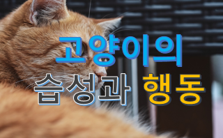  고양이 습성과 행동