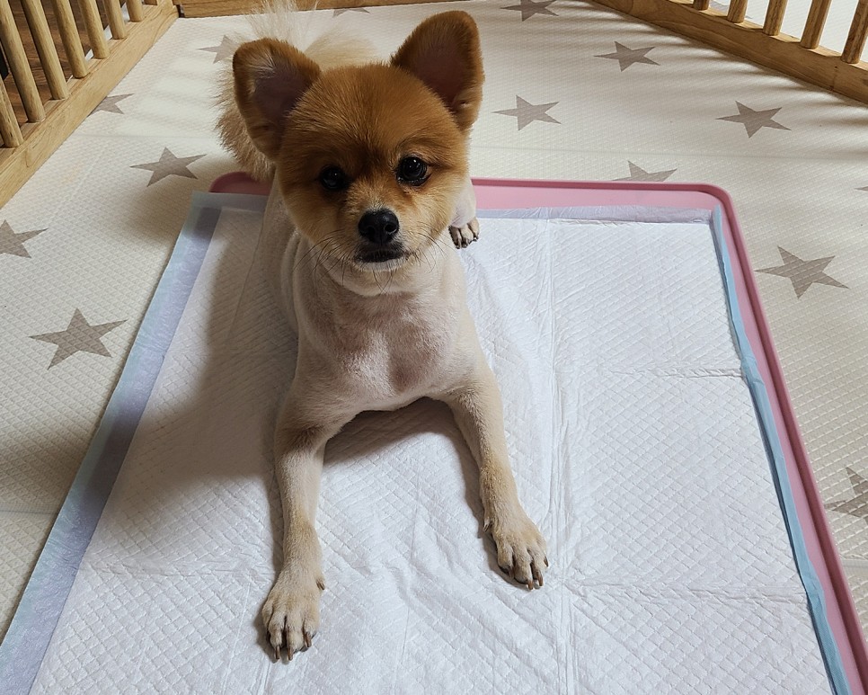 흡수력이 대박이야?이름에 맞는 달라 패드! 개 화장실 패드 18