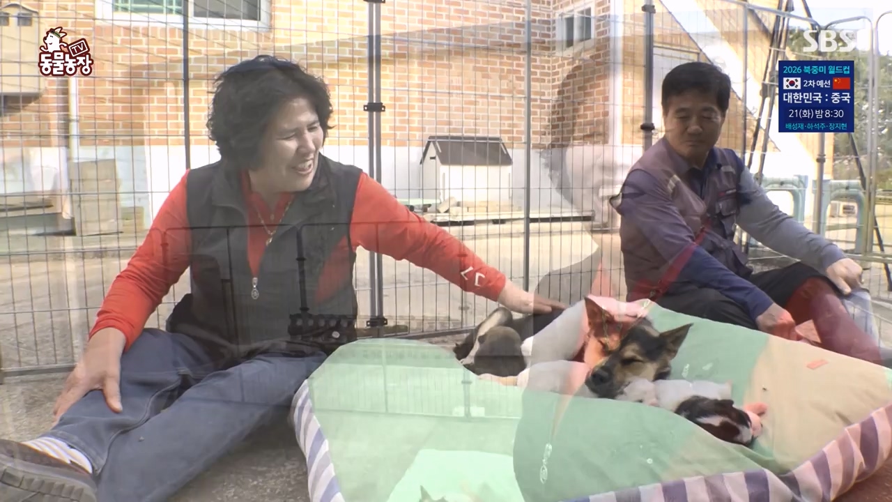 TV 동물농장.E1146.231120p-NEXT.mp4_20231119_175309.217.jpg