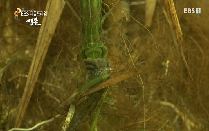 EBS 다큐프라임_ 220628.avi_20220629_210211.696.jpg