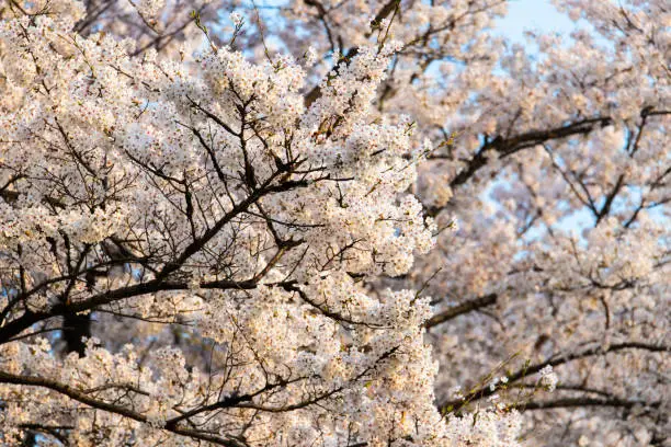 당진 벚꽃 축제 총정리
