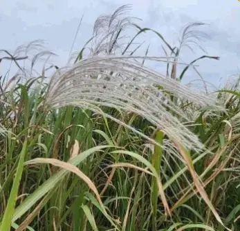 억새풀