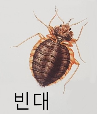  빈대들의 성(性);빈대의성관계,지속발기증,동성애와수간,송곳생식기,처녀생식,여러개의생식기,오쟁이,양성구유,원격사정,대포생식기,정액.