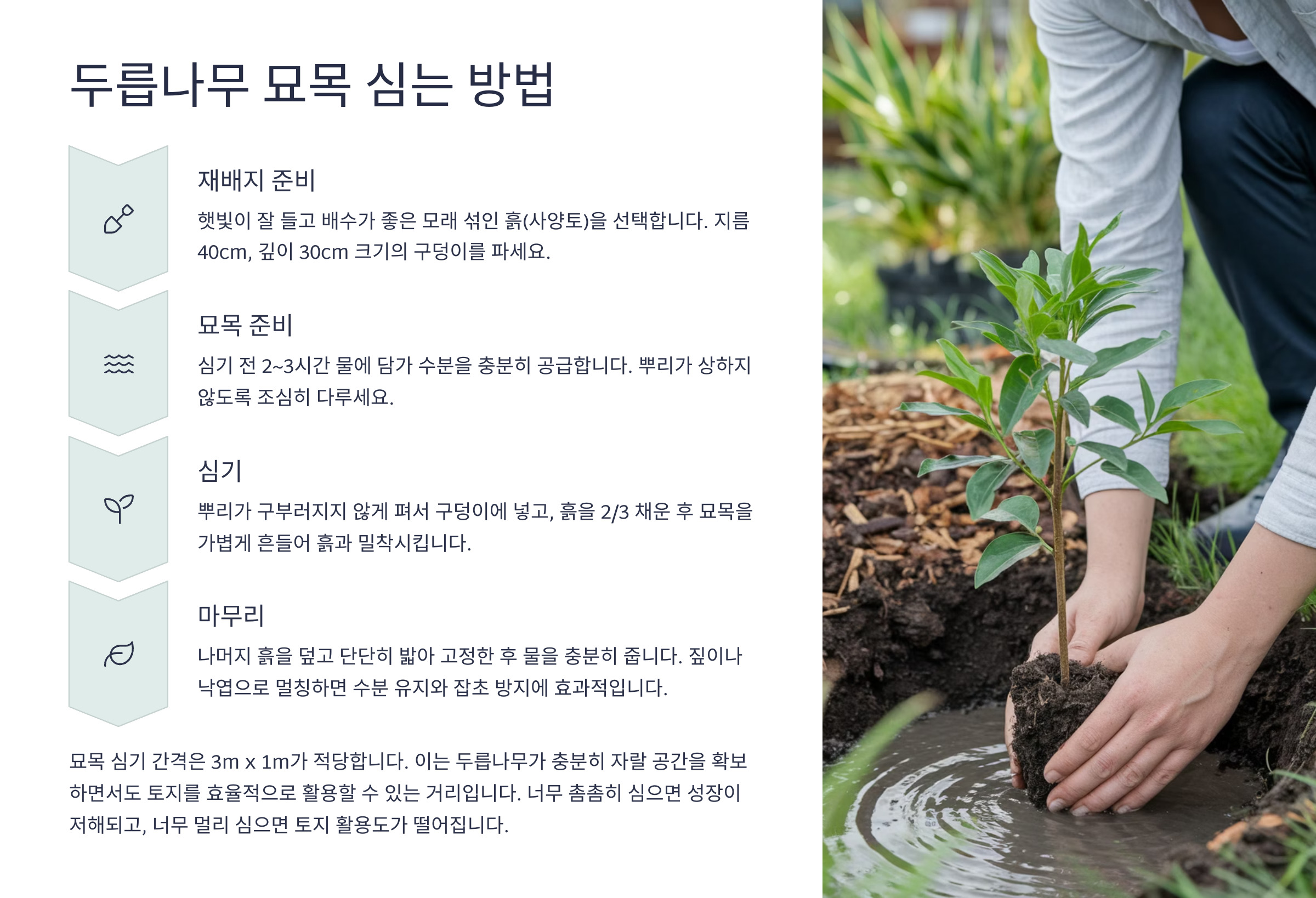 두릅나무 묘목 잘 심는 방법 사진