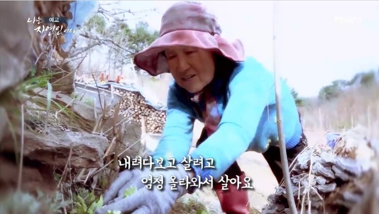나물-캐는-자연인