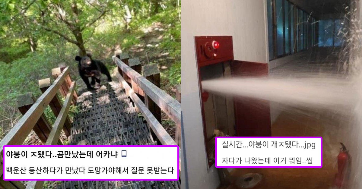  야붕이 ㅈ됐다.. 모음집ㅋㅋㅋ