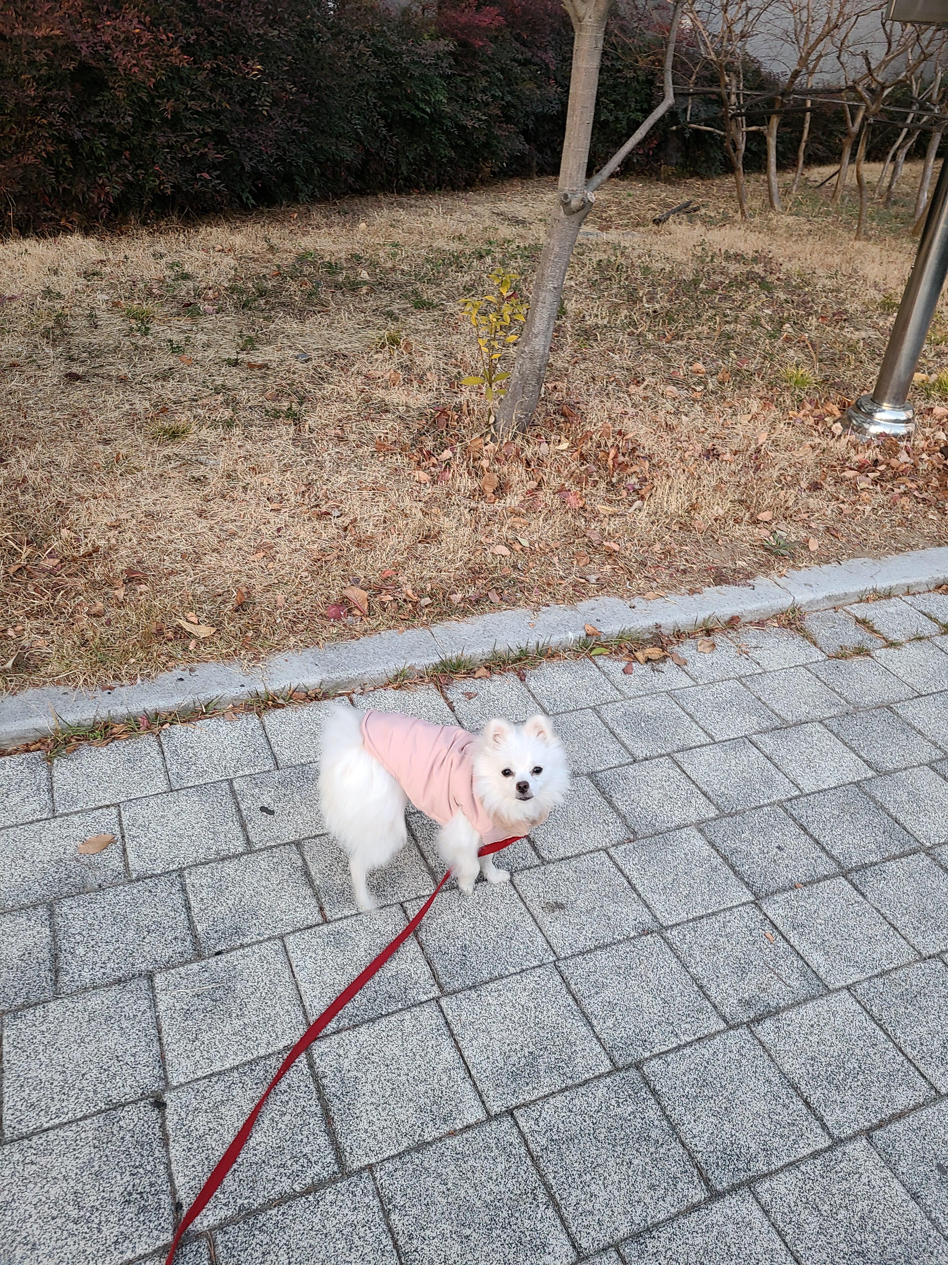  포메라니안 강아지 겨울 산책하고 왔어요