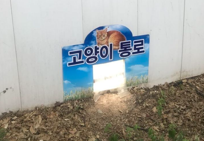  공사장에서 친히 만들어준 고영희 통로