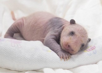 에버랜드 푸바오 쌍둥이 동생 이름 공모 신청! 에버랜드 이름 공모 에버랜드 SNS 네이버 주토피아 카페 댓글 응모 가능 응모 방법