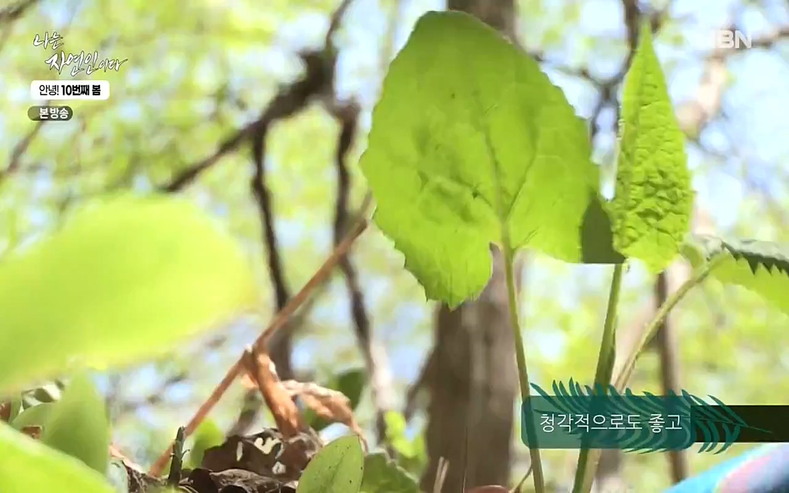 나는 자연인이다.E500.220505p-NEXT.mp4_20220505_180214.837.jpg