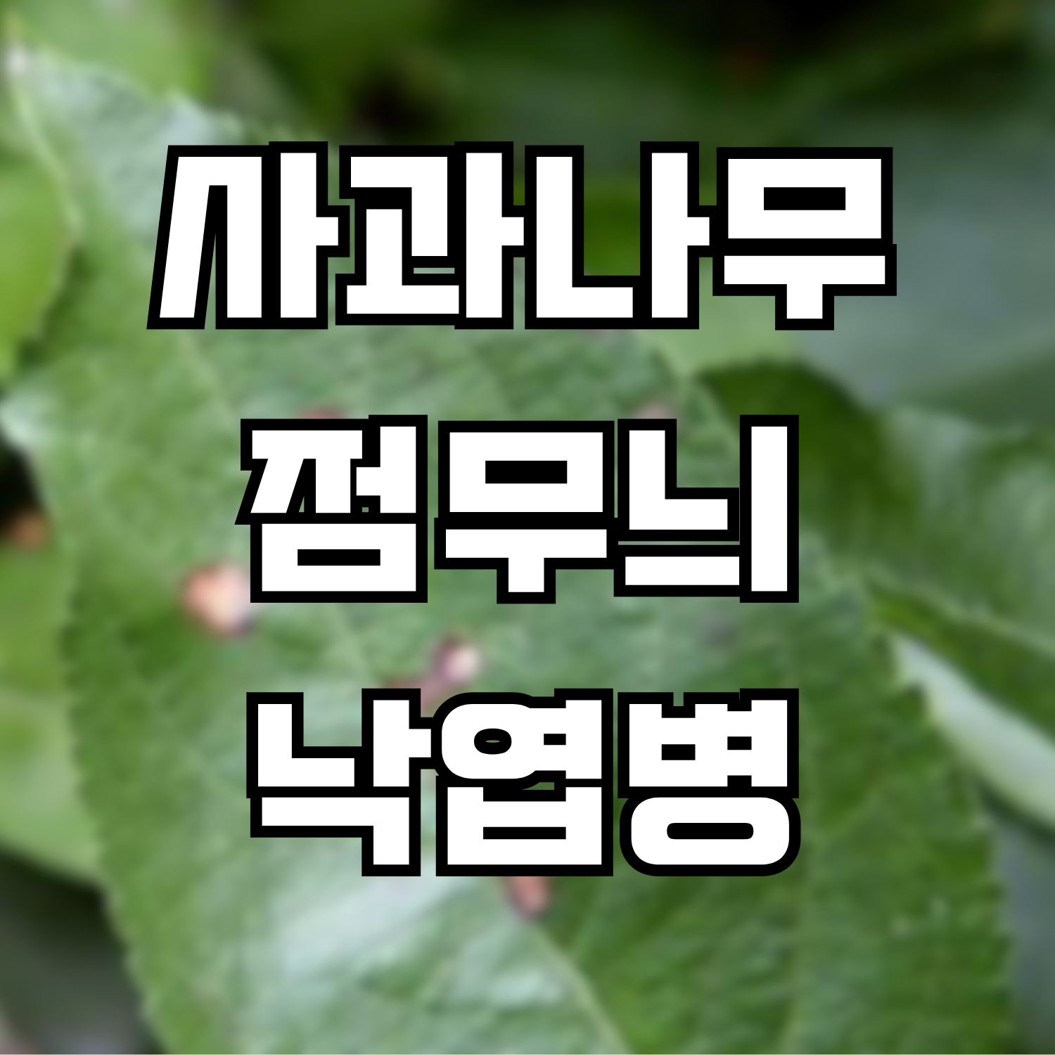  사과나무 점무늬낙엽병(斑點落葉病) Alternaria leaf spot