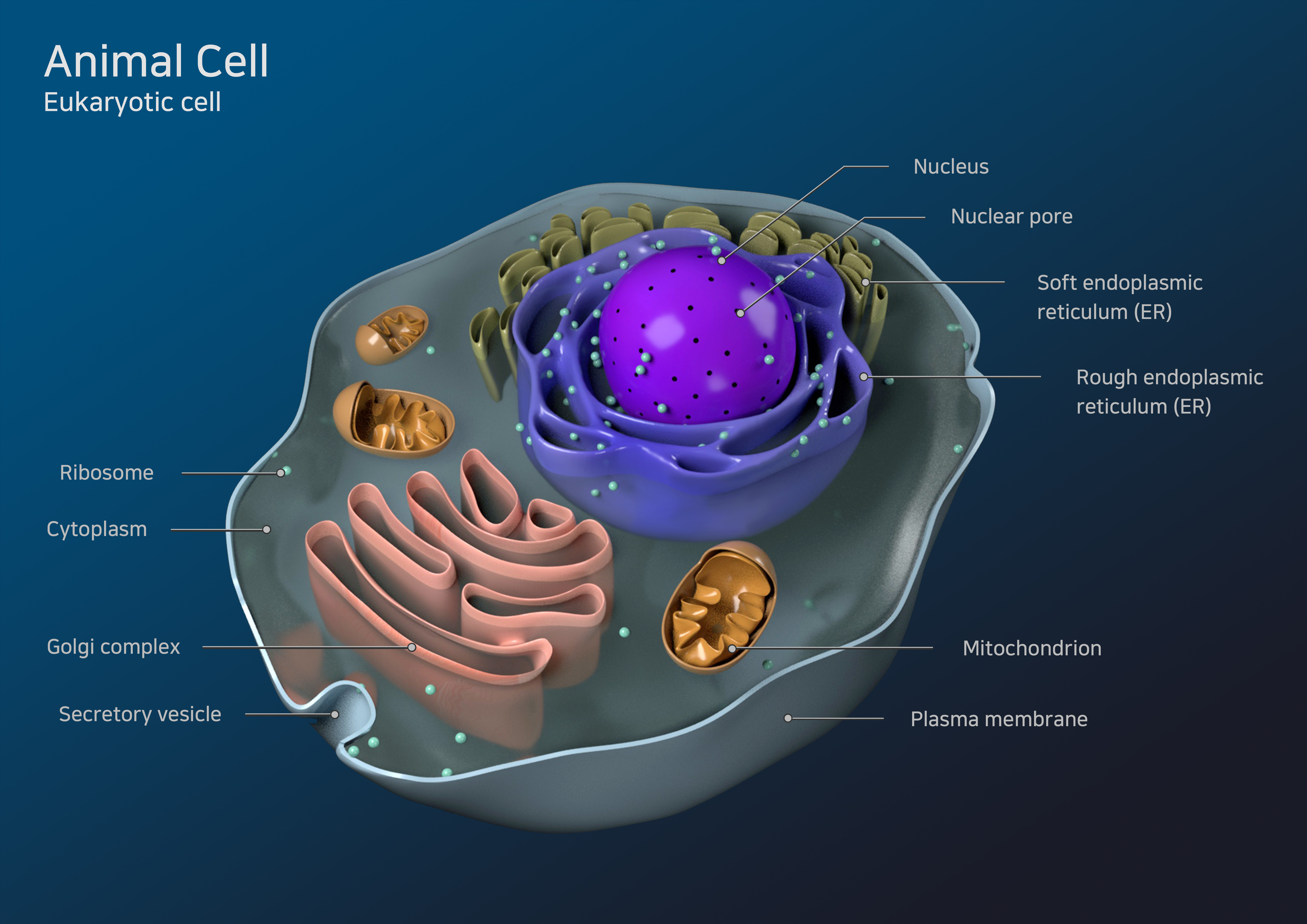 3D] Animal cell