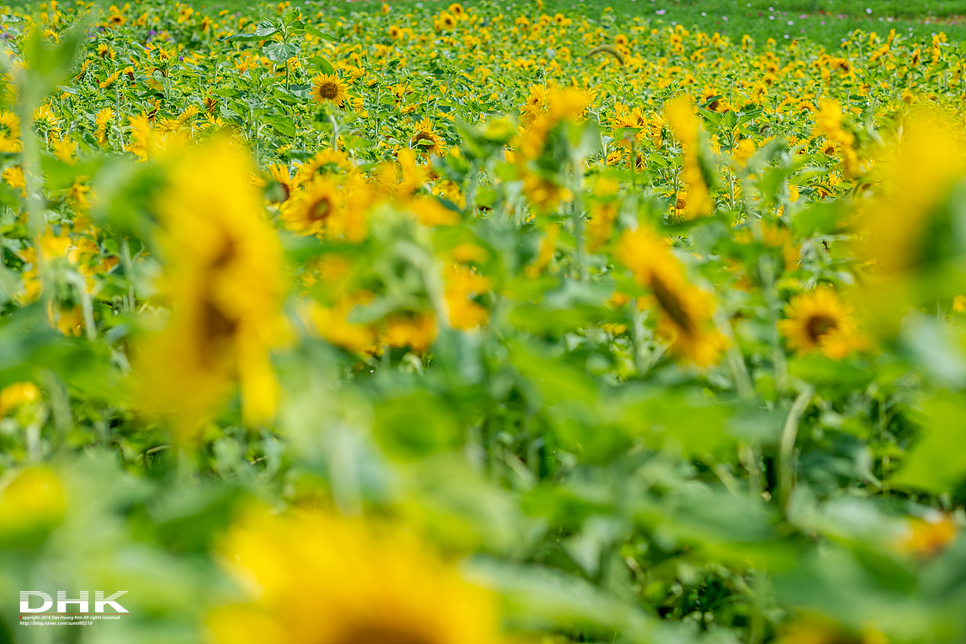 국내 1박2일 여름 여행 추천1박2일 서해 섬여행 신안 가볼만한곳 자은도 1004뮤지엄파크 세계조개박물관, 해바라기 4