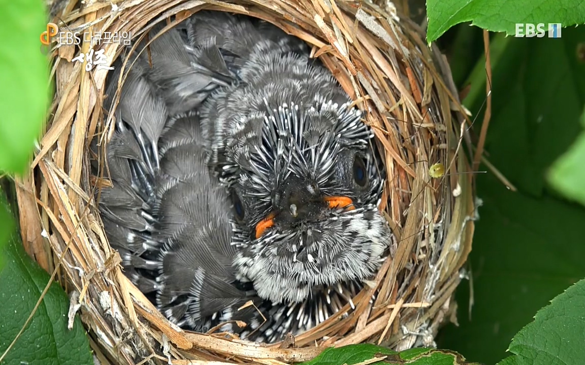 생존 3부_ EBS 다큐프라임_ 220629.avi_20220701_204926.819.jpg