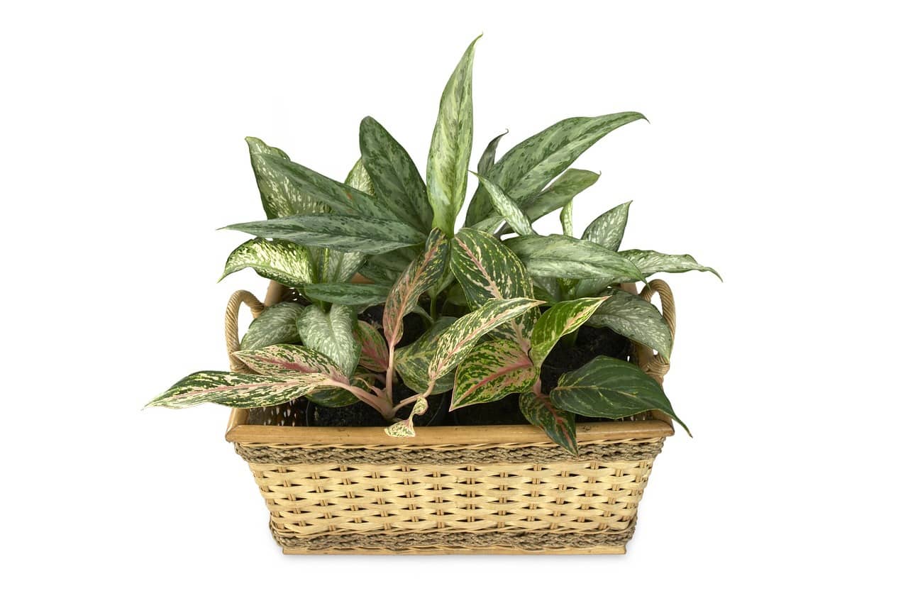 피해야 할 실내 식물 – 초보자를 위한 독성 식물 정보 - Indoor Plant Selection Tips for Beginners