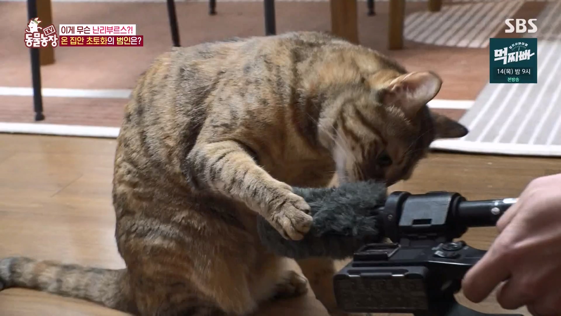 TV 동물농장.E1162.240310p-NEXT.mp4_20240310_162850.682.jpg