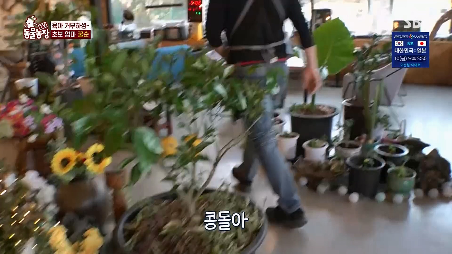 TV 동물농장.E1110.230305p.H264-F1RST.mp4_20230305_183151.526.jpg