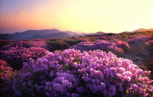 [6월 축제]제21회 양산 천성산 철쭉제❘기간, 일정, 프로그램 정리