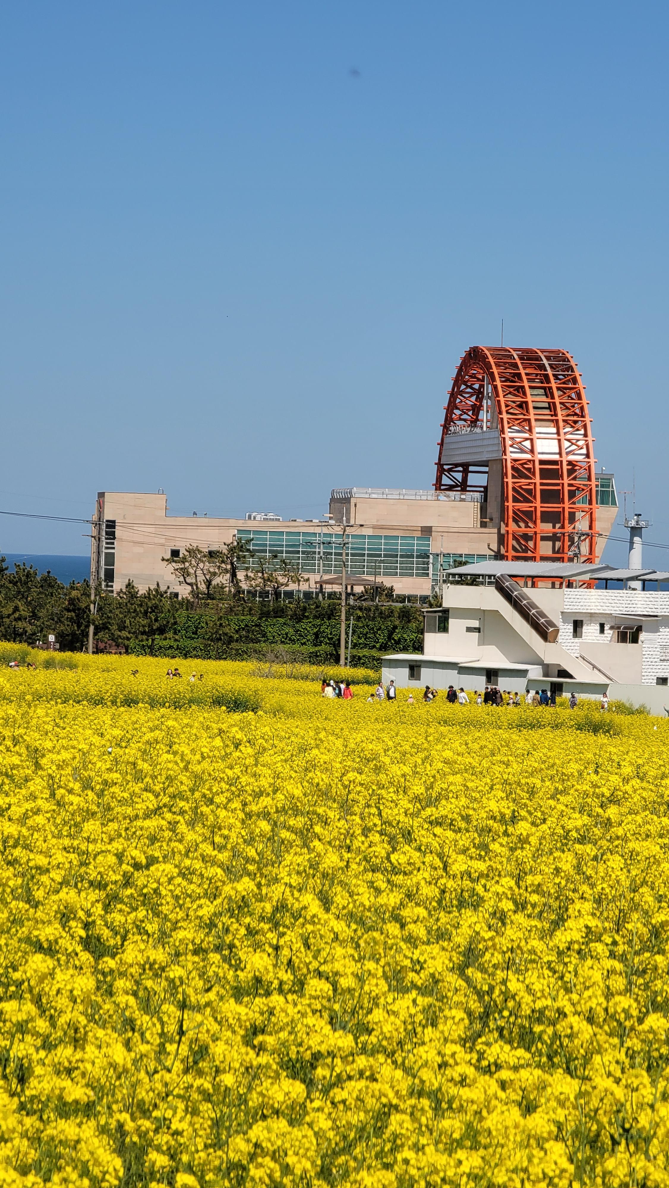 포항 호미곶 유채꽃 밭에서 보이는 새천년기념관