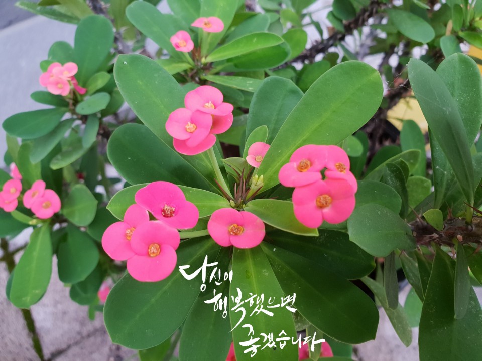  부모교육백문백답 - 좋은 부모 되기 첫걸음