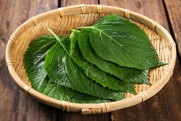  깻잎 효능과 부작용