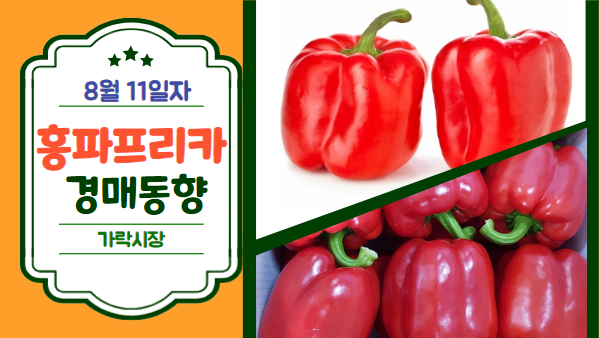  [경매사 일일보고] 8월 11일자 가락시장 홍파프리카 경매동향을 살펴보겠습니다!