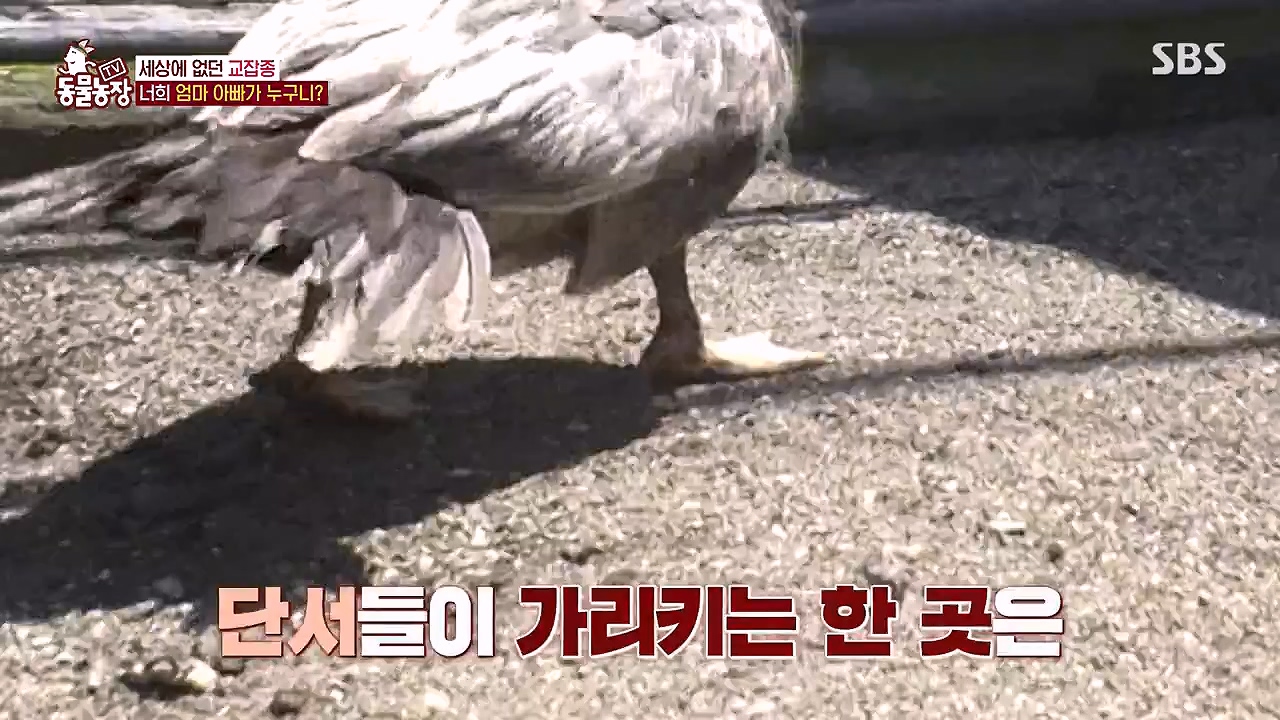 TV 동물농장.E1175.240610p-NEXT.mp4_20240609_160241.296.jpg