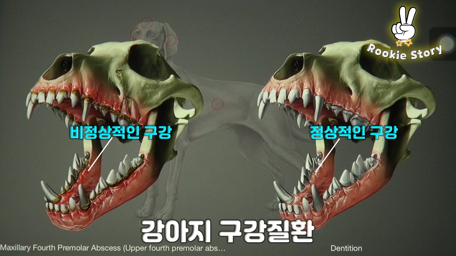  강아지 이빨 치석 치주염 발치 스케일링 구강 질환